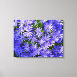 Blue Daisy-like Flowers Nature Photography Canvas Print
