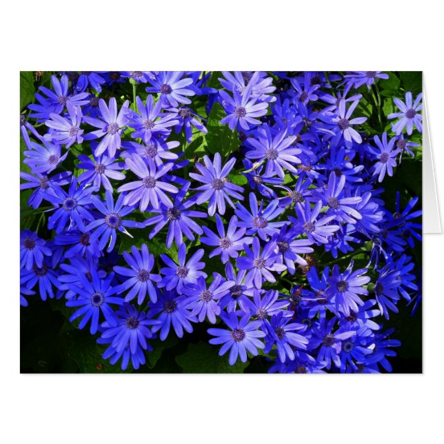 Blue Daisy-like Flowers Nature Photography Card (Front Horizontal)