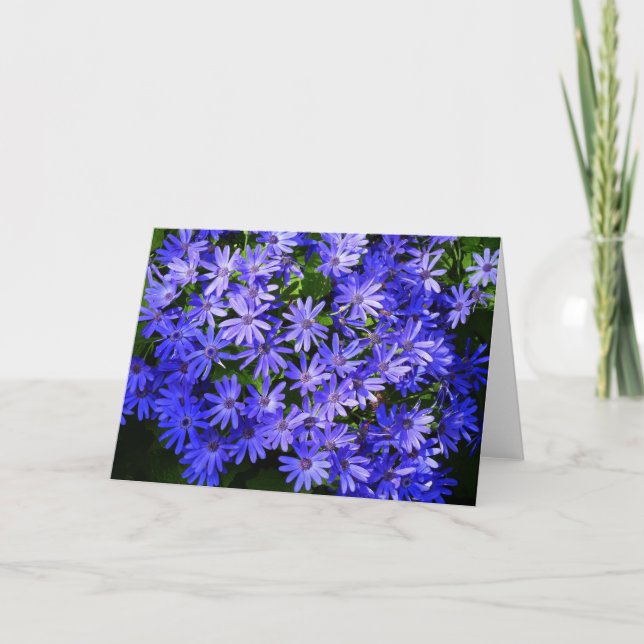 Blue Daisy-like Flowers Nature Photography Card (Front)