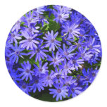 Blue Daisy-like Flowers Nature Photography Classic Round Sticker