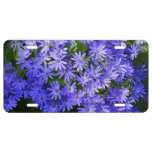 Blue Daisy-like Flowers Nature Photography License Plate