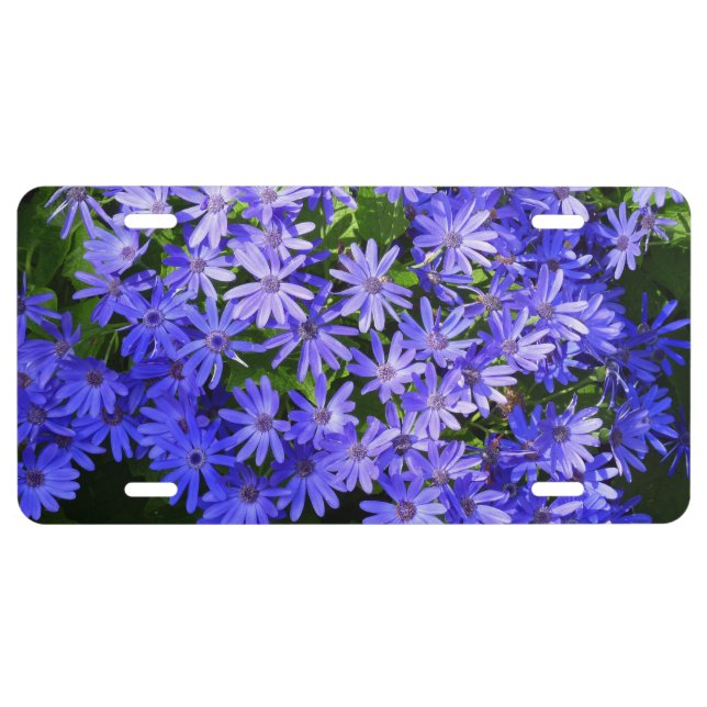 Blue Daisy-like Flowers Nature Photography License Plate (Front)
