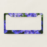 Blue Daisy-like Flowers Nature Photography License Plate Frame