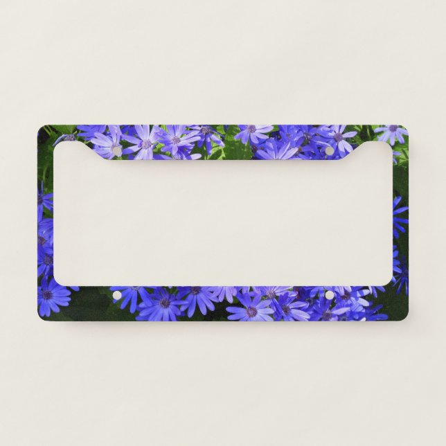 Blue Daisy-like Flowers Nature Photography License Plate Frame (Front)