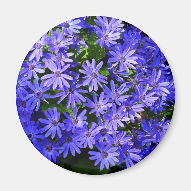 Blue Daisy-like Flowers Nature Photography Magnet (Front)
