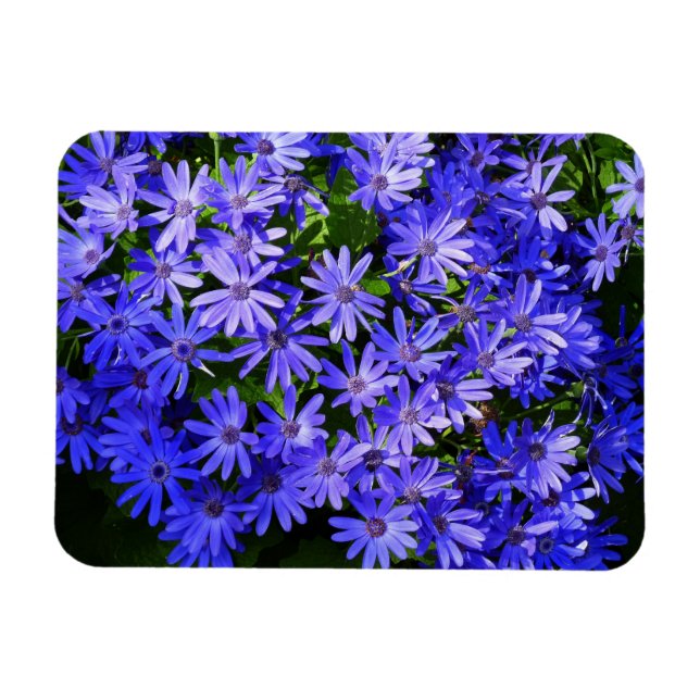 Blue Daisy-like Flowers Nature Photography Magnet (Horizontal)