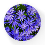 Blue Daisy-like Flowers Nature Photography Paperweight