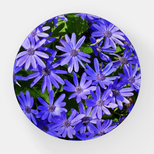 Blue Daisy-like Flowers Nature Photography Paperweight (Front)