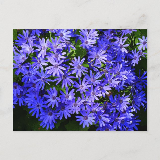 Blue Daisy-like Flowers Nature Photography Postcard (Front)