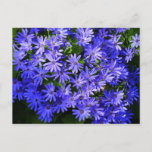 Blue Daisy-like Flowers Nature Photography Postcard
