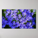 Blue Daisy-like Flowers Nature Photography Poster
