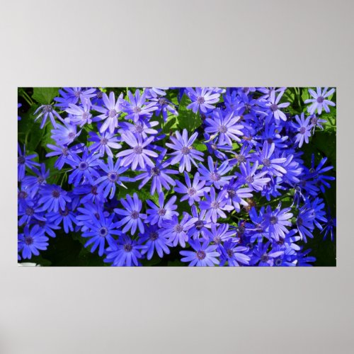 Blue Daisy_like Flowers Nature Photography Poster