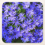 Blue Daisy-like Flowers Nature Photography Square Paper Coaster