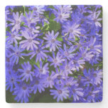Blue Daisy-like Flowers Nature Photography Stone Coaster