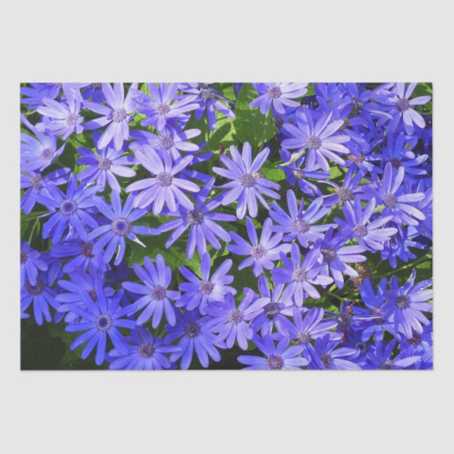 Blue Daisy-like Flowers Nature Photography Tissue Paper (Front)