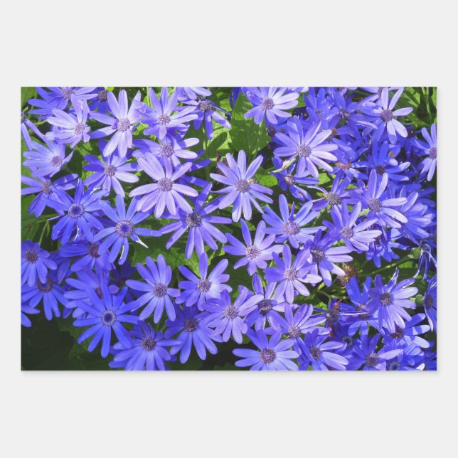 Blue Daisy-like Flowers Nature Photography Wrapping Paper Sheets (Front)