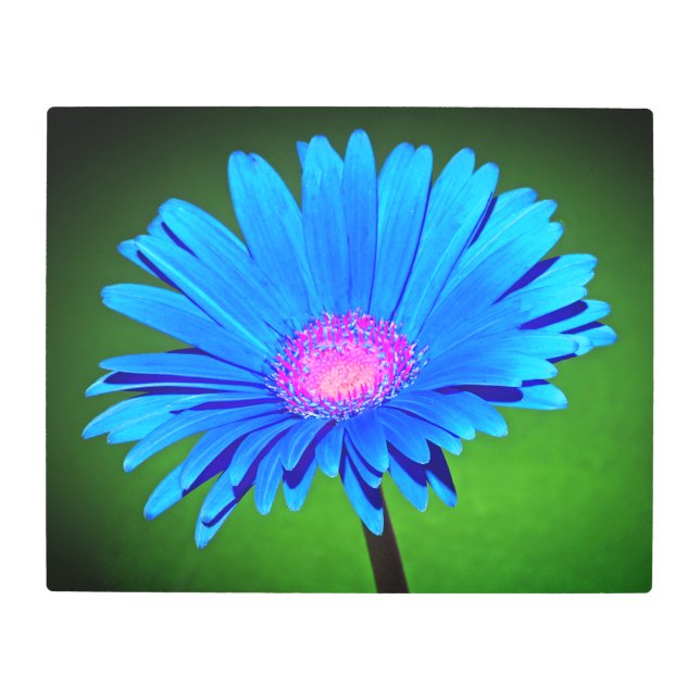 Blue Daisy Metal Print (Front)