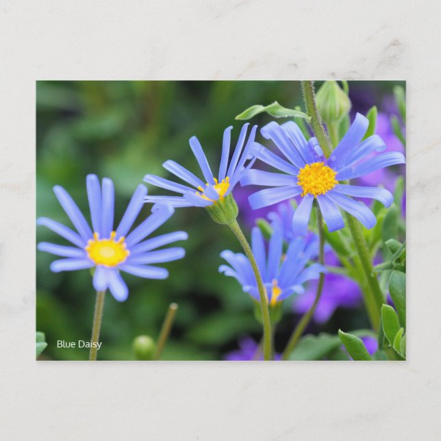 Blue Daisy [Postcard] Postcard (Front)
