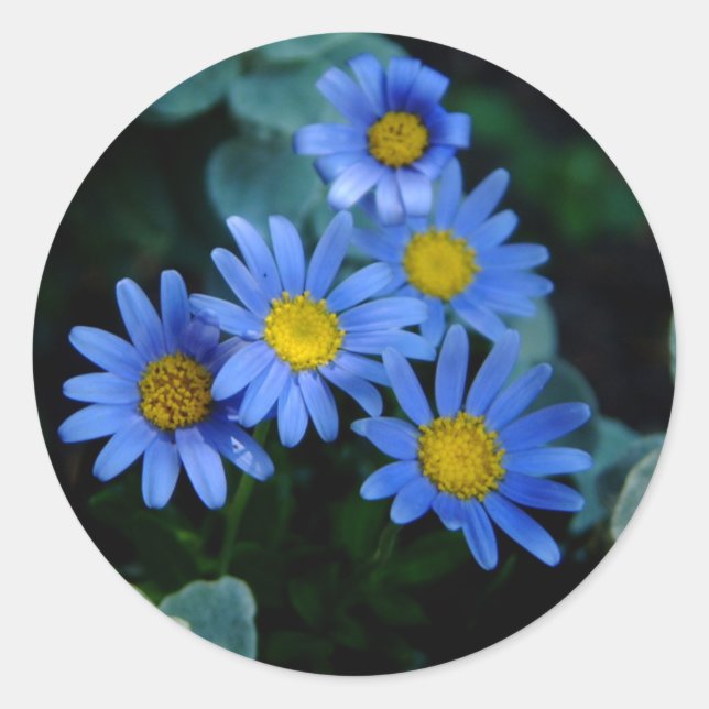Blue Daisy Stickers (Front)