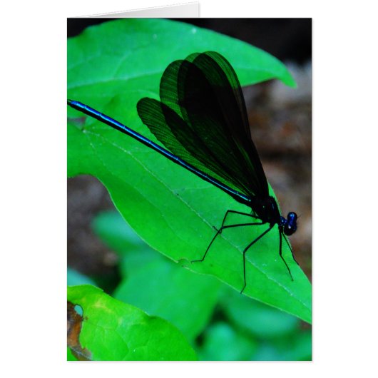 Blue Damselfly on a green leaf. Cards (Front)