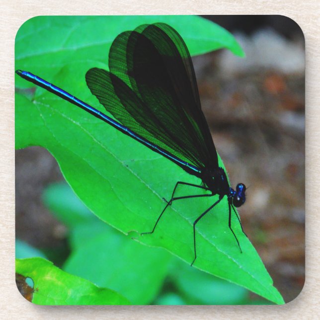 Blue Damselfly on a green leaf. Drink Coaster (Front)