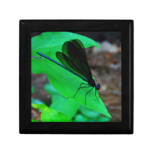 Blue Damselfly on a green leaf. Jewelry Box
