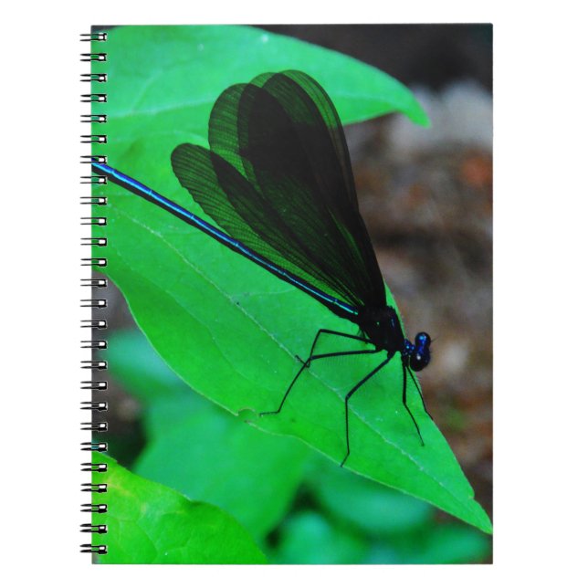 Blue Damselfly on a green leaf. Notebook (Front)