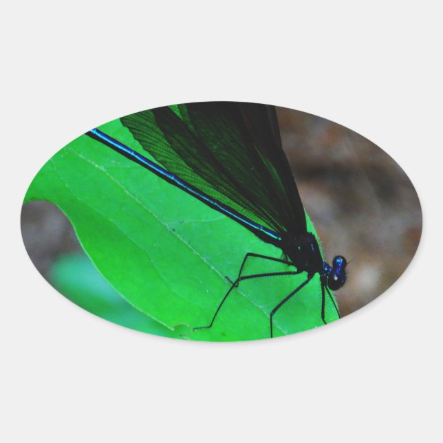 Blue Damselfly on a green leaf. Oval Sticker (Front)