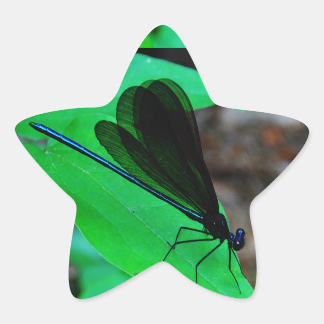 Blue Damselfly on a green leaf. Star Sticker (Front)