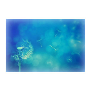 Blue Dandelion Acrylic Print