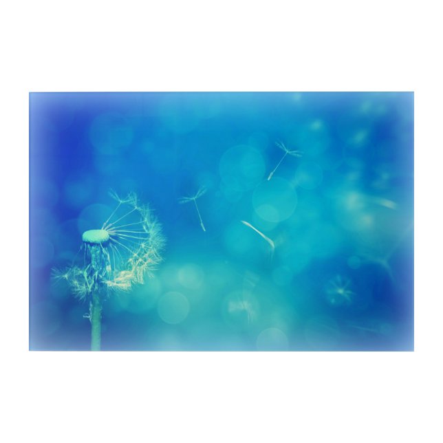 Blue Dandelion Acrylic Print (Front)