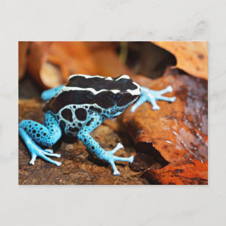 Blue Dart Frog Dendrobates Tinctorius Postcard
