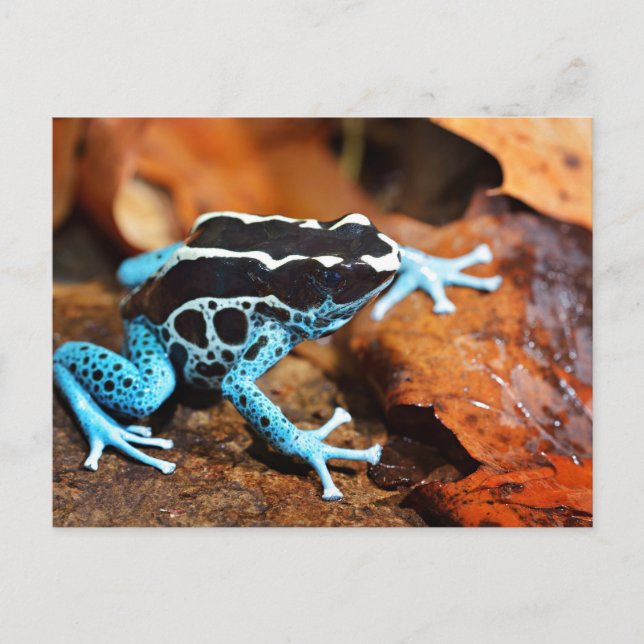 Blue Dart Frog Dendrobates Tinctorius Postcard (Front)