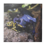Blue Dart Frog Doesn't Understand Personal Space Ceramic Tile