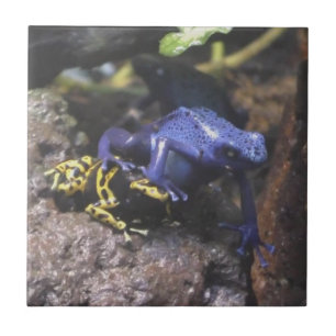 Blue Dart Frog Doesn't Understand Personal Space Ceramic Tile