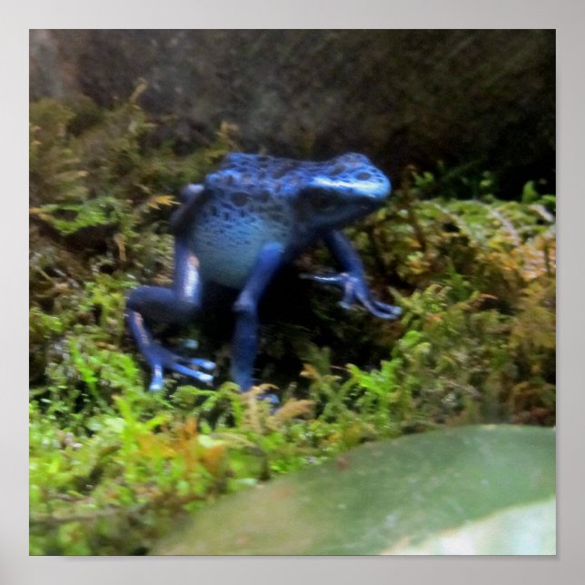 Blue Dart Frog Poster (Front)