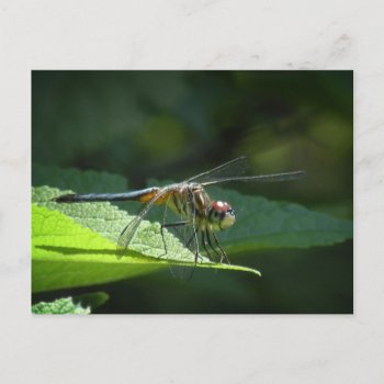 Blue Dasher Dragonfly Postcard by debinSC at Zazzle