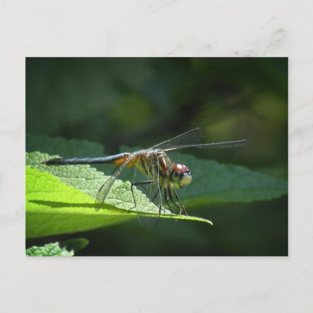 Blue Dasher Dragonfly Postcard (Front)