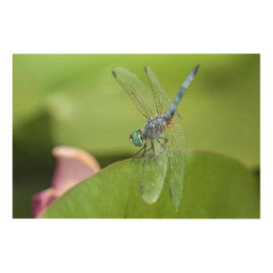 Blue Dasher Wood Wall Art