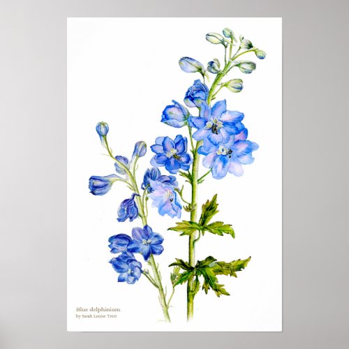 Blue delphinium botanical fine art poster print