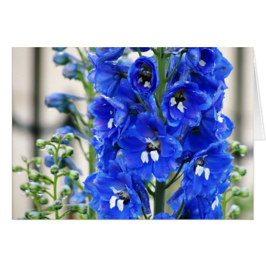 Blue Delphinium Cards (Front Horizontal)