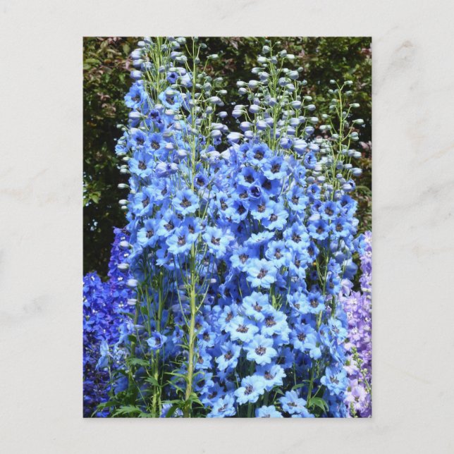 Blue Delphinium Floral Flowers Garden Nature Postcard (Front)