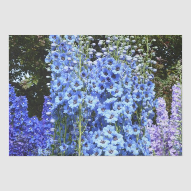 Blue Delphinium Floral Flowers Garden Nature  Tissue Paper (Front)