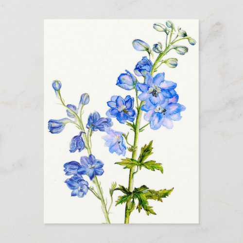 Blue delphiniums in watercolor postcard