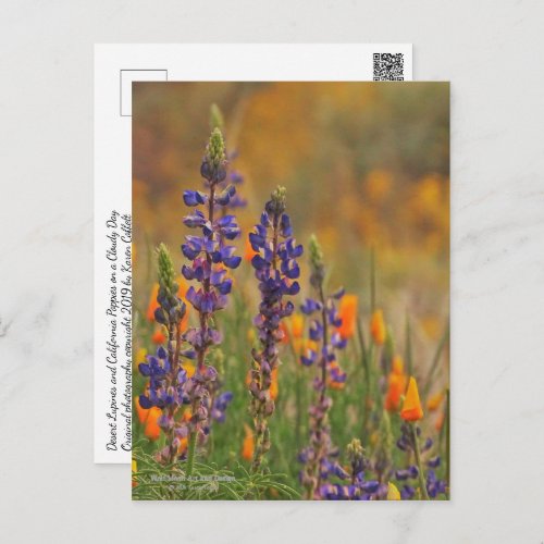 Blue Desert Lupine Flowers And Orange Poppies Postcard