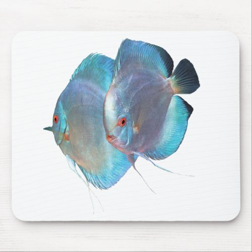 Blue Diamond Discus fish のマウスパッドNo02 Mouse Pad