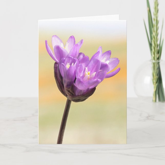 Blue Dick Wildflower Card (Front)