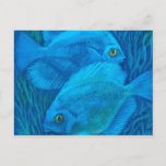 Blue Discuses, Tropical Fish Underwater Animal Art Postcard