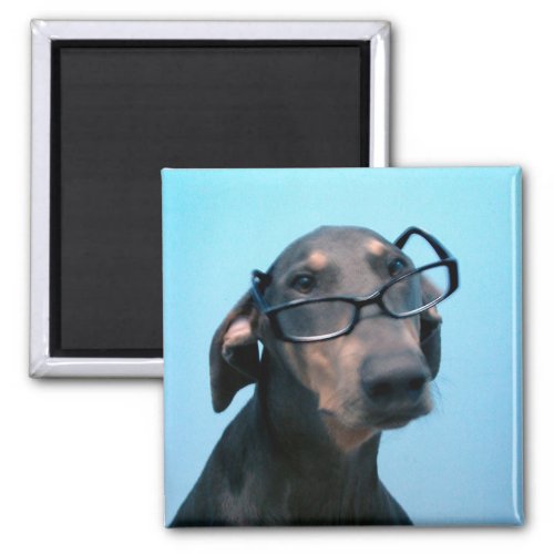 Blue Doberman with spectacles magnet