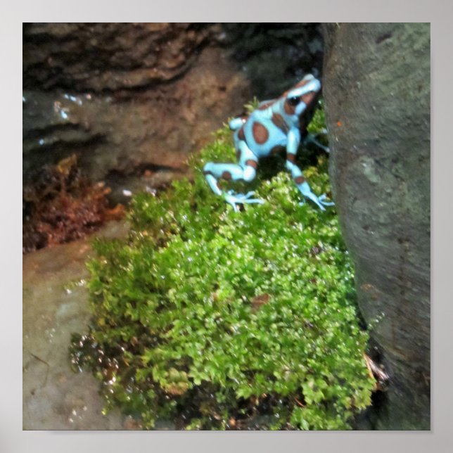 Blue Dotted Dart Frog Poster (Front)